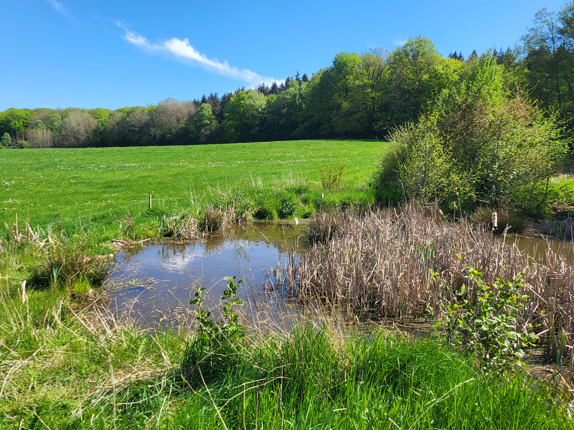 Neue Website bündelt Wissen zum Wasserrückhalt in der Soonwald-Nahe-Region