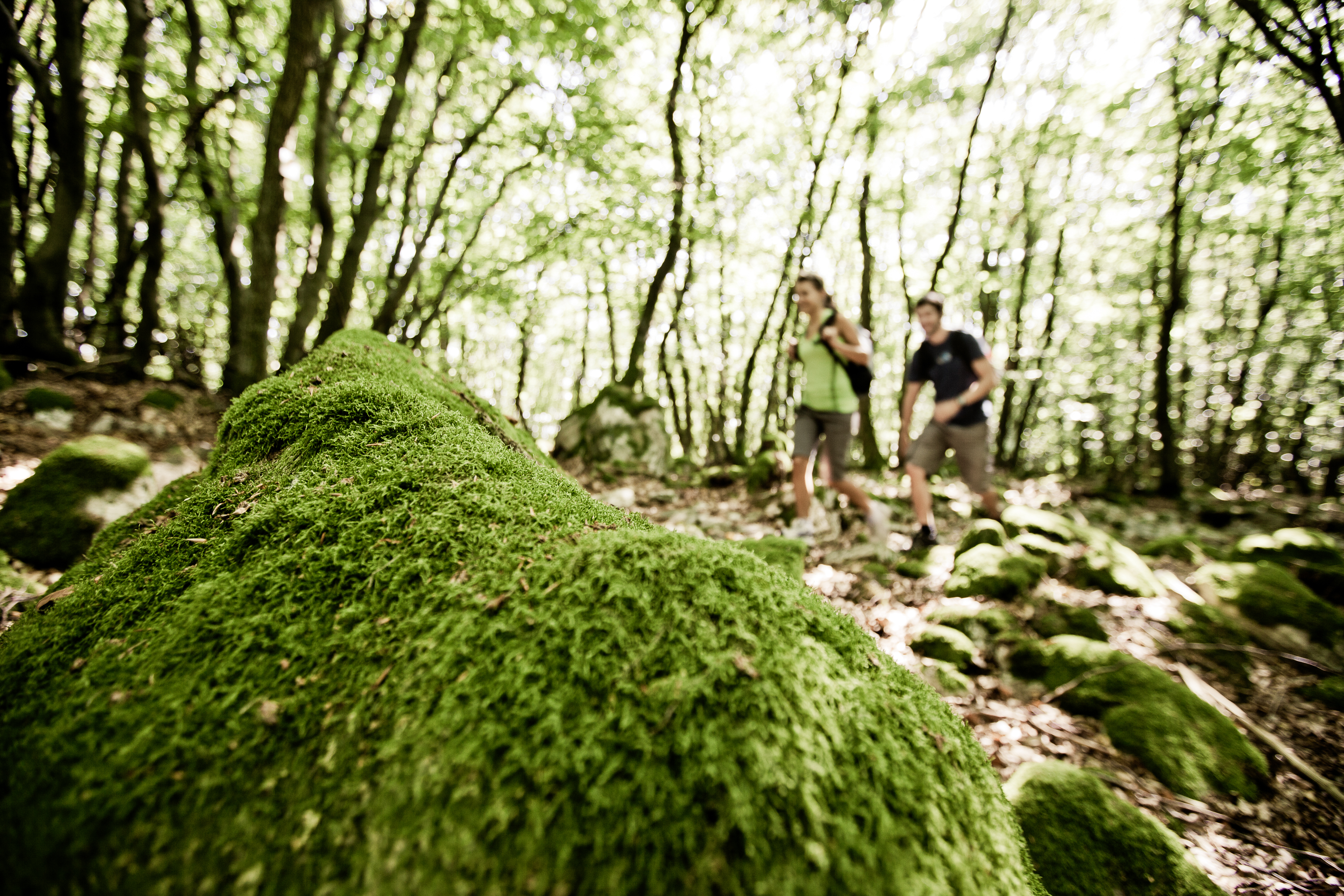 Wanderung am 18.04.2026 um 10:00 Uhr - Wo Ellerbach und Gebrother Bach erwachen