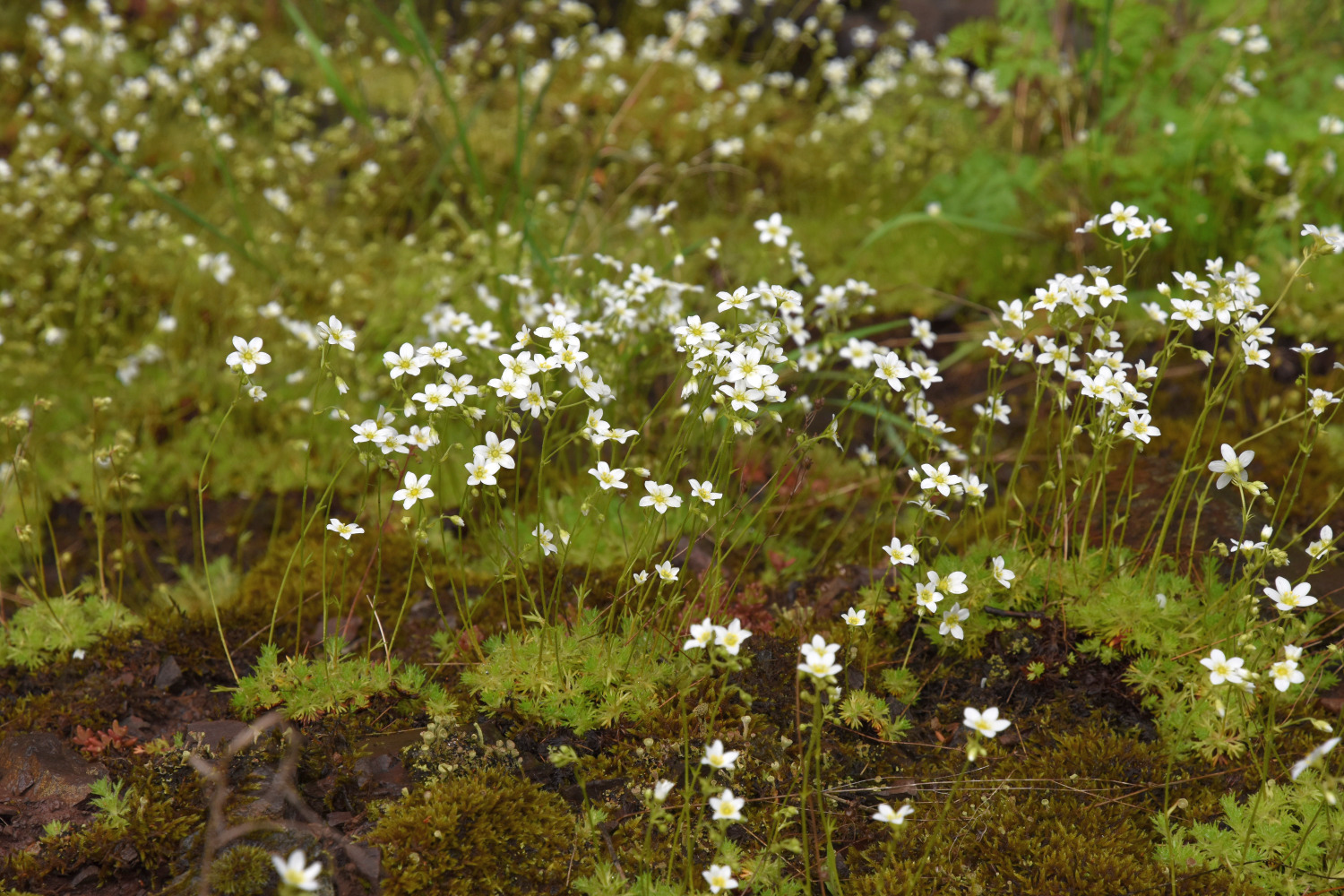 16. - 18. Mai 2025: Exkursion zu den botanischen Besonderheiten im Naturpark Soonwald-Nahe