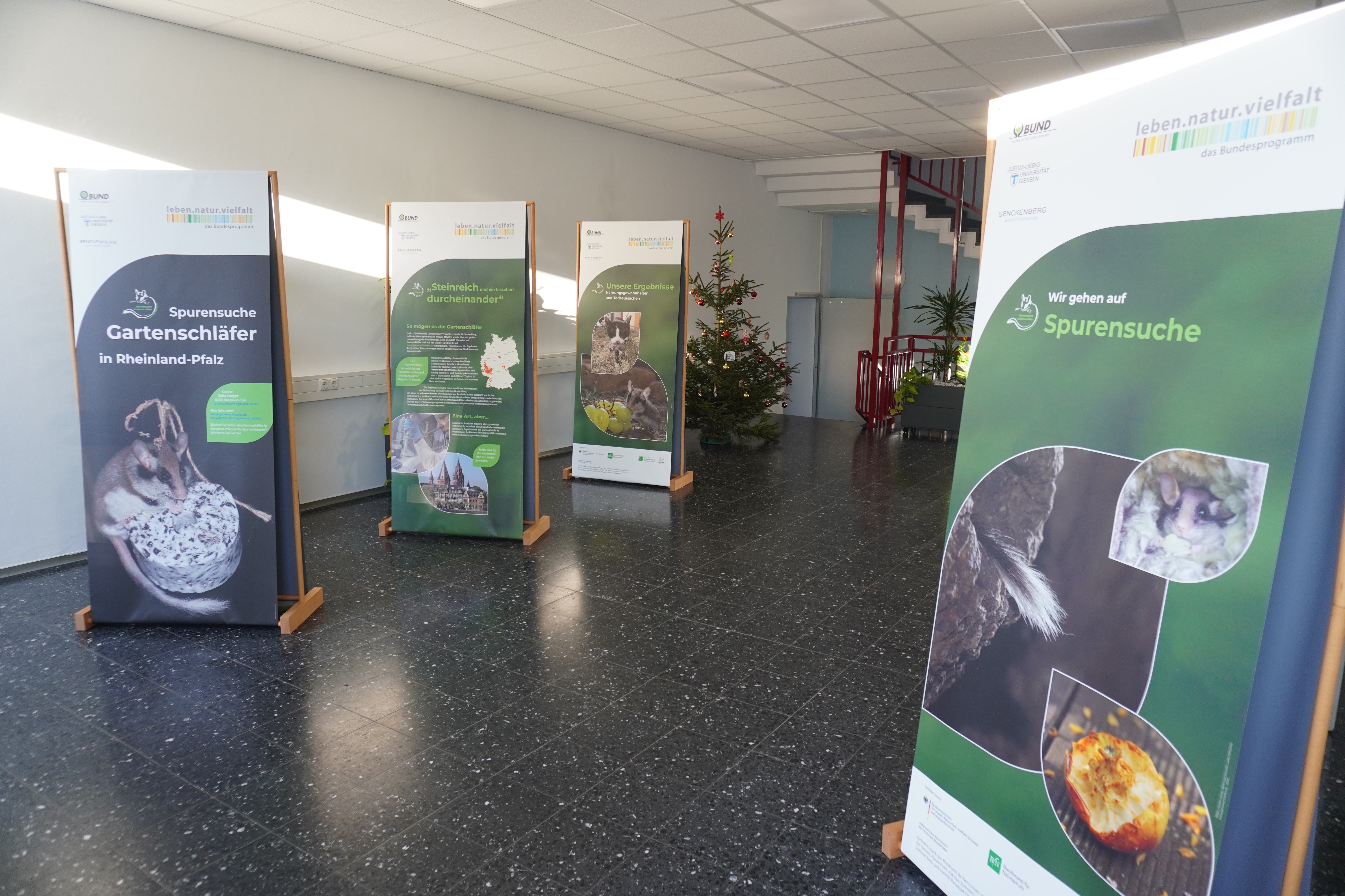 Ausstellung "Spurensuche Gartenschläfer" gastiert in Naturpark-Geschäftsstelle Simmern