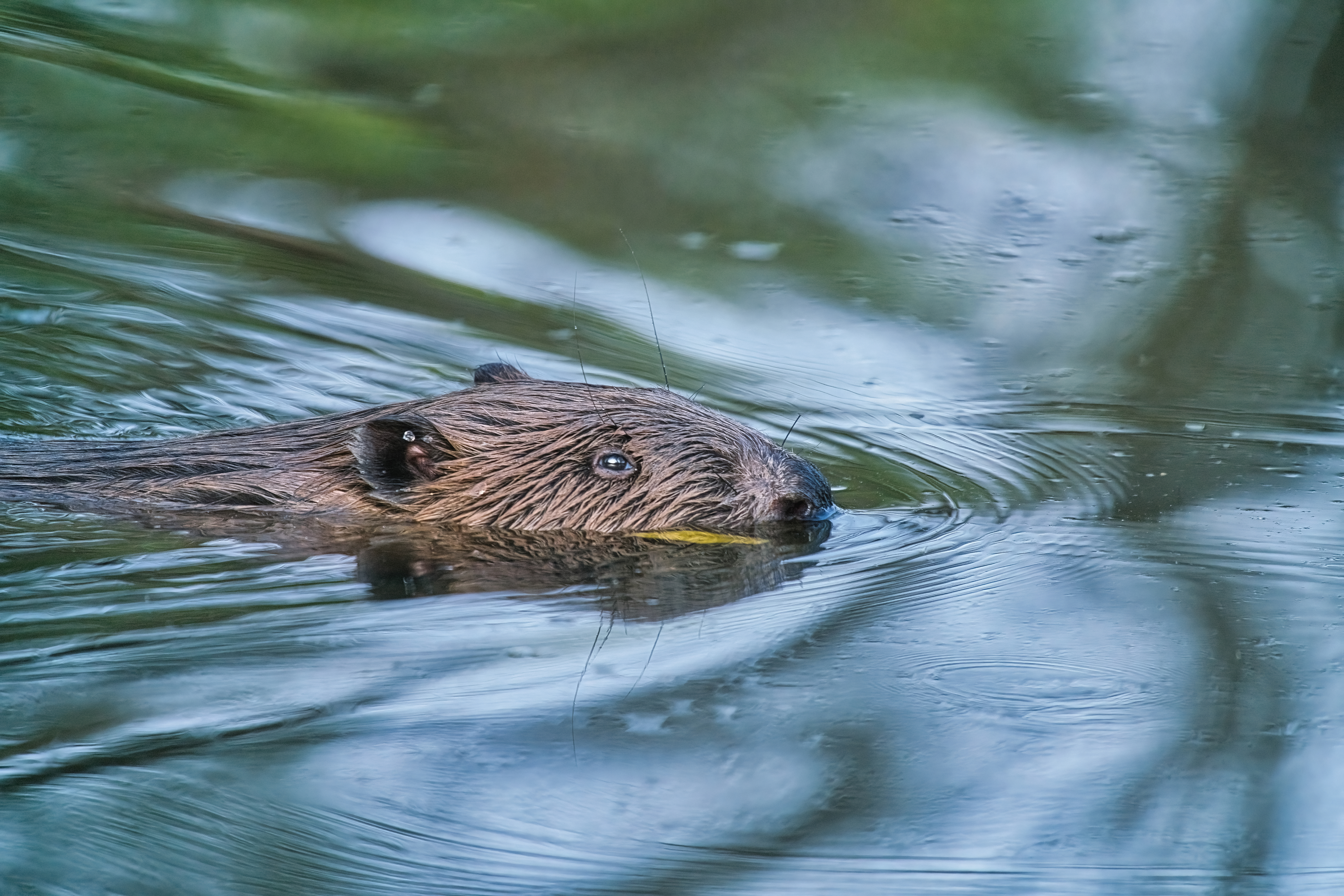 The beaver in the Soonwald-Nahe Nature Park