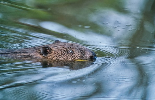 The beaver in the Soonwald-Nahe Nature Park
