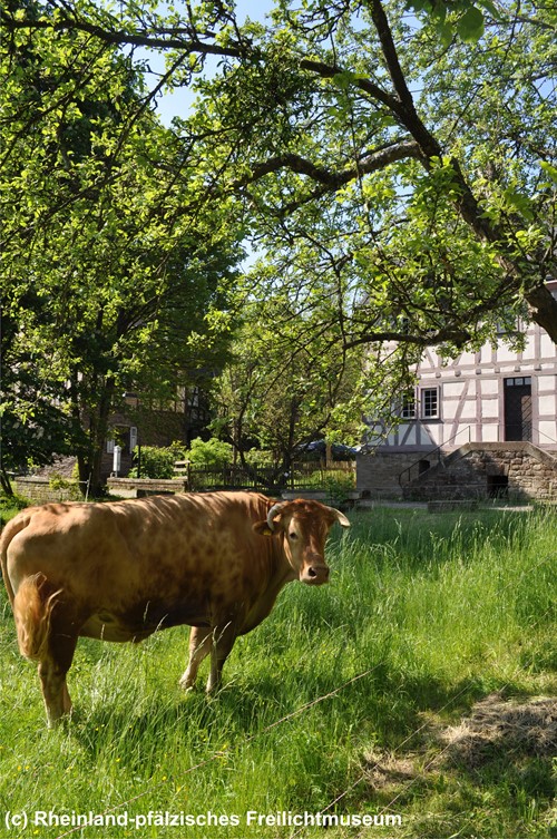 Freilichtmuseum Bad Sobernheim
